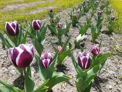 宮前霹靂神社の{uncategorized: "未分類", other: "その他", undefined: "問題あり", building: "その他建物", grave: "お墓", sacred_gate: "鳥居", guardian: "狛犬", statue: "像", buddha: "仏像", history: "歴史", nature: "自然", garden: "庭園", animal: "動物", pagoda: "塔", temizu: "手水舎", mountain_gate: "山門・神門", sanctuary: "本殿・本堂", subordinate: "末社・摂社", art: "芸術", scenery: "景色", jizo: "地蔵", ema: "絵馬", goshuin: "御朱印", omikuji: "おみくじ", items: "授与品その他", amulet: "お守り", goshuincho: "御朱印帳", eats: "食事", festival: "お祭り", votive_dance: "神楽", shichigosan: "七五三参", wedding: "結婚式", experience: "体験その他", initially: "初詣", around: "周辺", anti_infection: "感染症対策"}