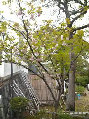 阿智神社の自然