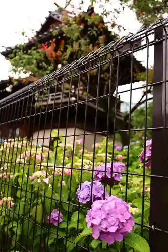 白山神社(東京都)