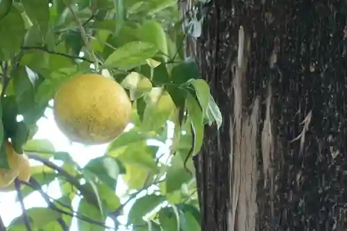御寺 泉涌寺の自然