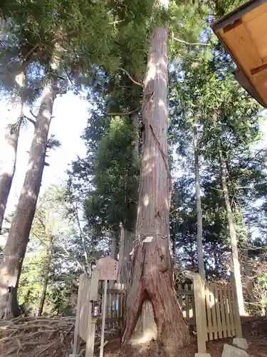 産安社（武蔵御嶽神社摂社）の自然