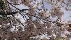 壺井八幡宮の自然