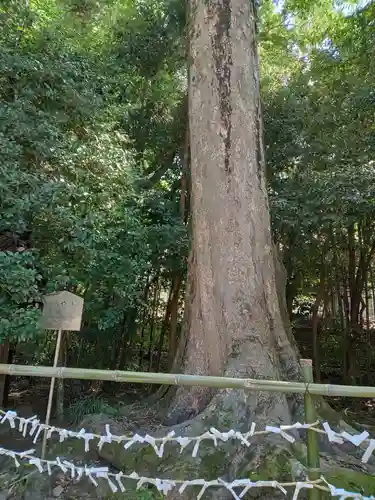 宇治上神社(京都府)