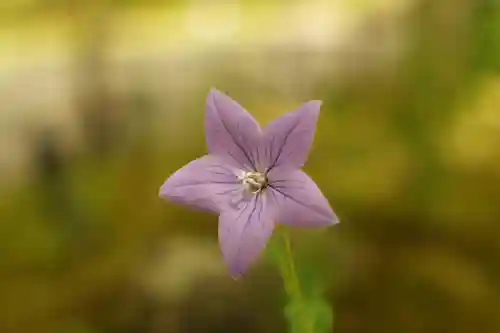 高台寺（高台寿聖禅寺・高臺寺）(京都府)