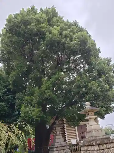 諏訪神社の自然