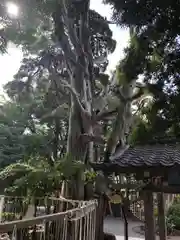 伊古奈比咩命神社の建物その他