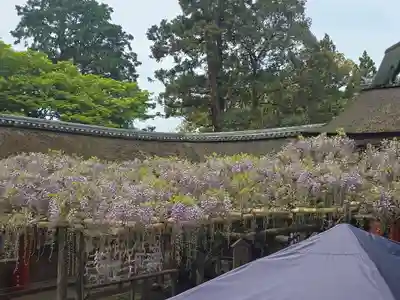 春日大社(奈良県)