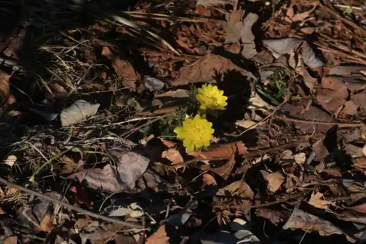 三春大神宮の庭園