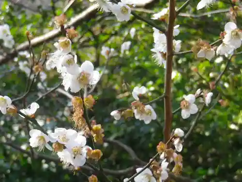 御霊神社の自然
