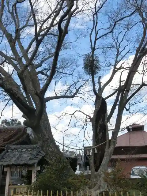 茂原八幡神社の自然