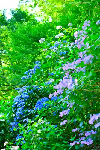 高幡不動尊　金剛寺(東京都)