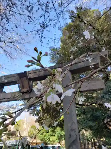 渋谷氷川神社の鳥居