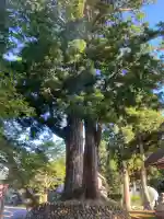 松尾神社(新潟県)