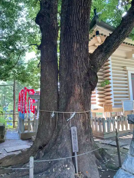 諏訪神社の自然