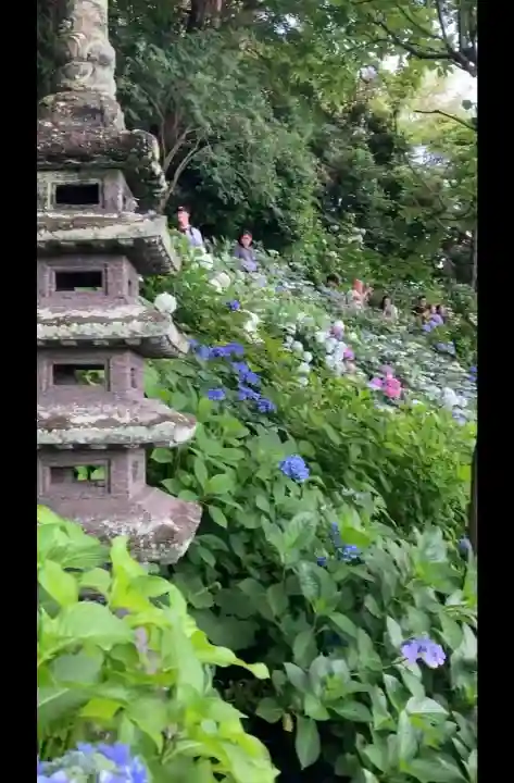 長谷寺(神奈川県)