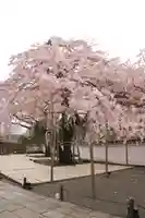 三宝院(三宝院門跡)の自然