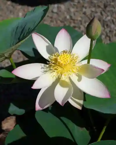 上行寺(静岡県)