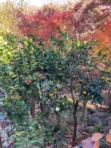 明王院（満願寺別院）の自然