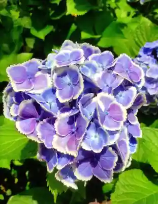 本郷氷川神社(東京都)