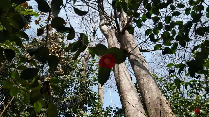 伊豫豆比古命神社の自然