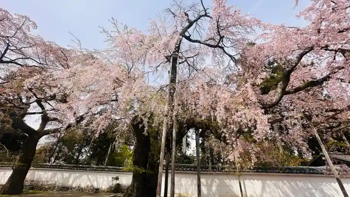 醍醐寺(京都府)