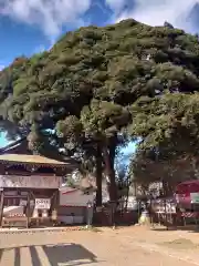 大前神社の自然