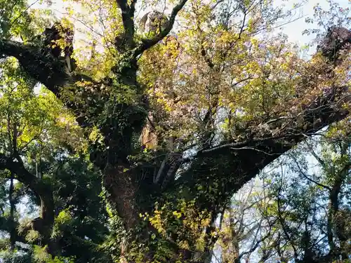 枚聞神社の自然