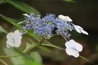 愛宕神社の自然