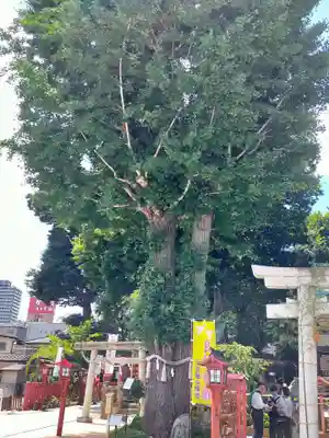 川越八幡宮(埼玉県)