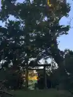 冨崎神社の自然