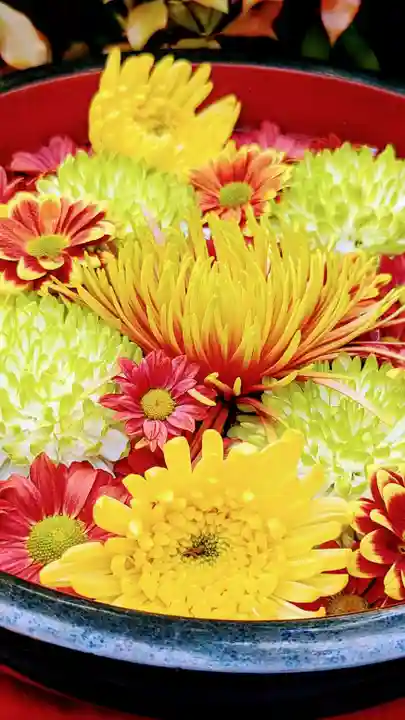 増上寺塔頭 三縁山 宝珠院の手水舎