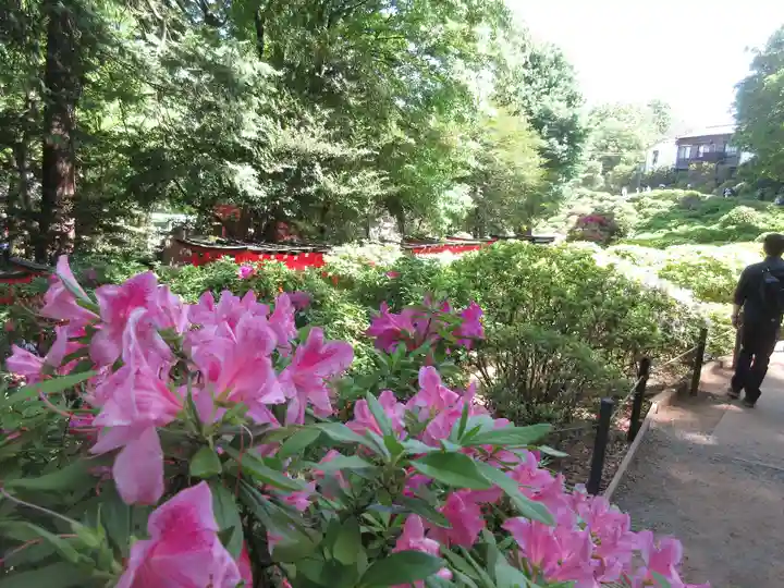 根津神社の自然