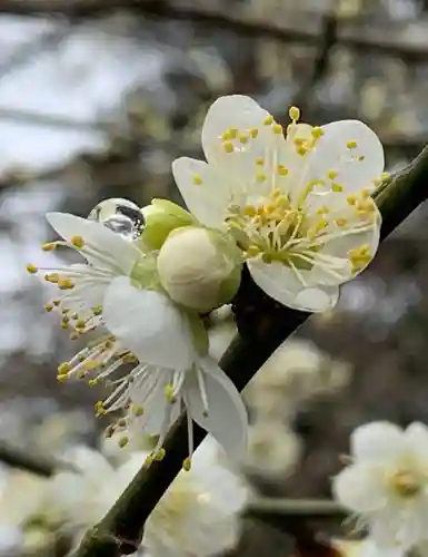 北野天満宮の自然