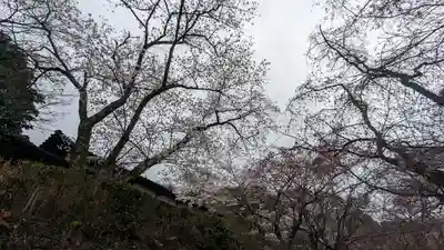 勝持寺（花の寺）(京都府)