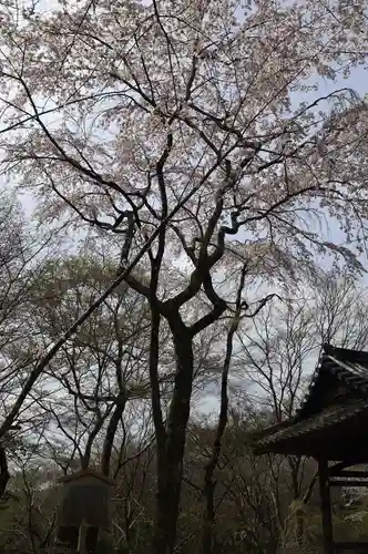 勝持寺（花の寺）(京都府)