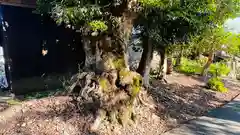 熊野神社(福井県)