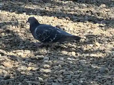 本郷氷川神社(東京都)