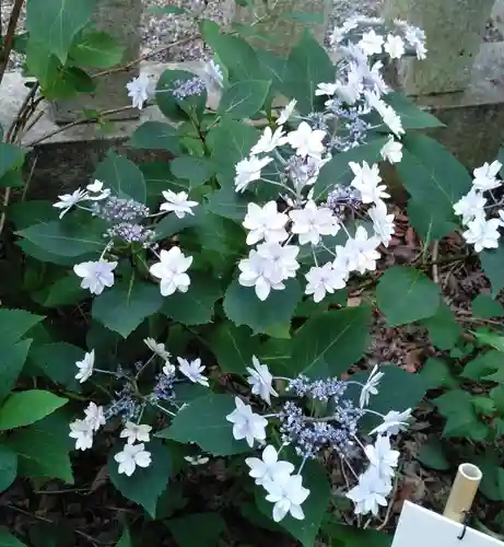 高幡不動尊　金剛寺の自然