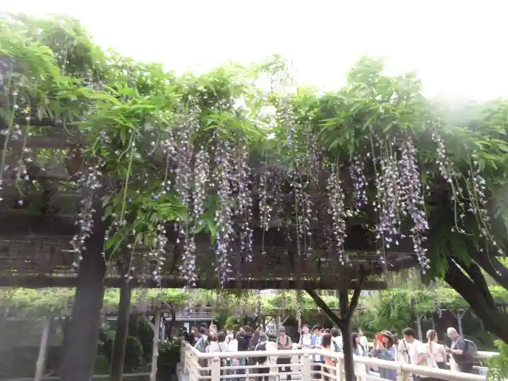 亀戸天神社(東京都)