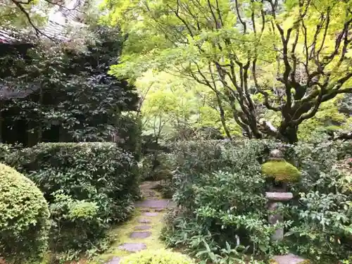 高桐院の庭園
