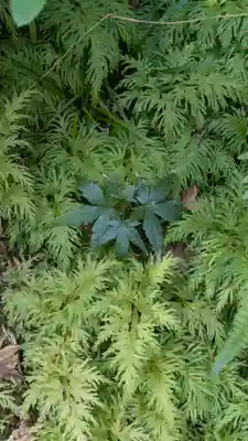 宝蔵寺(京都府)