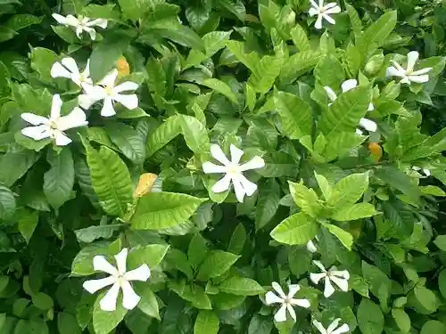 實相寺（実相寺）の自然