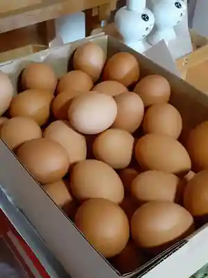 伏木香取神社(茨城県)