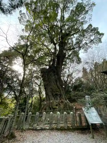 柞原八幡宮の{uncategorized: "未分類", other: "その他", undefined: "問題あり", building: "その他建物", grave: "お墓", sacred_gate: "鳥居", guardian: "狛犬", statue: "像", buddha: "仏像", history: "歴史", nature: "自然", garden: "庭園", animal: "動物", pagoda: "塔", temizu: "手水舎", mountain_gate: "山門・神門", sanctuary: "本殿・本堂", subordinate: "末社・摂社", art: "芸術", scenery: "景色", jizo: "地蔵", ema: "絵馬", goshuin: "御朱印", omikuji: "おみくじ", items: "授与品その他", amulet: "お守り", goshuincho: "御朱印帳", eats: "食事", festival: "お祭り", votive_dance: "神楽", shichigosan: "七五三参", wedding: "結婚式", experience: "体験その他", initially: "初詣", around: "周辺", anti_infection: "感染症対策"}