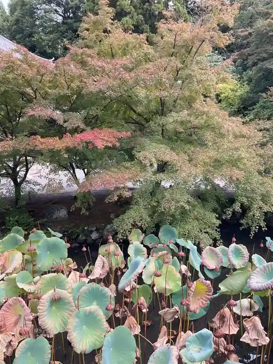 知恩院(京都府)