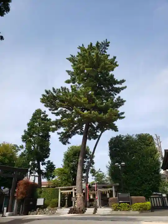 中野沼袋氷川神社(東京都)