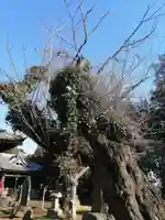 伏木香取神社の自然