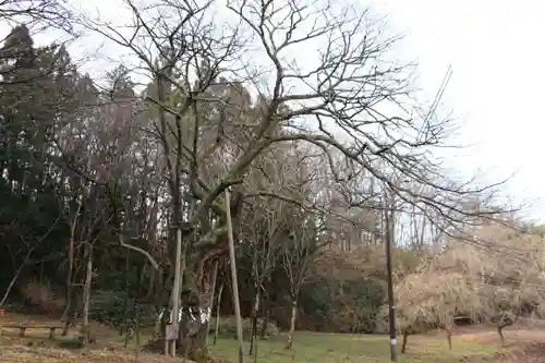 日枝神社の自然