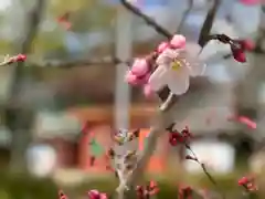 富士山本宮浅間大社(静岡県)