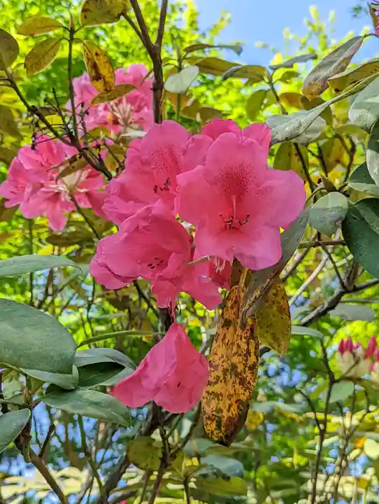 三室戸寺の自然